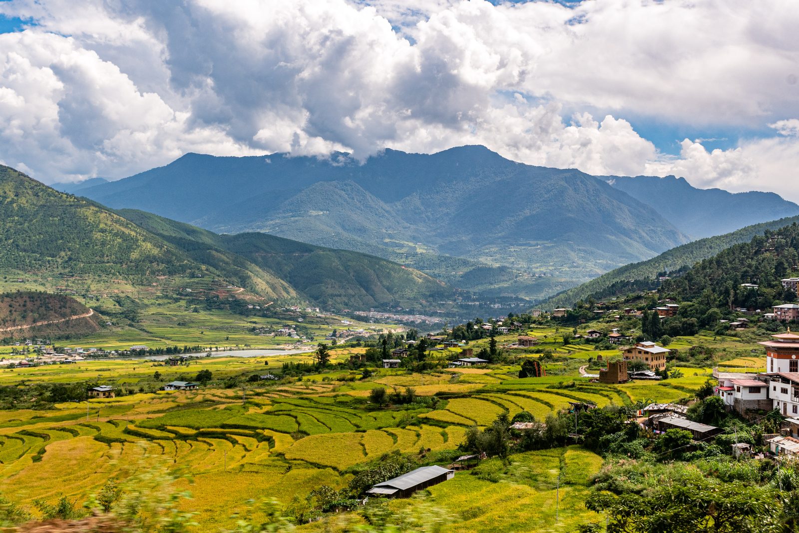 Terraced rice fields turning gold in a western Bhutan valley, with farmhouses, a river and cloud-topped mountains