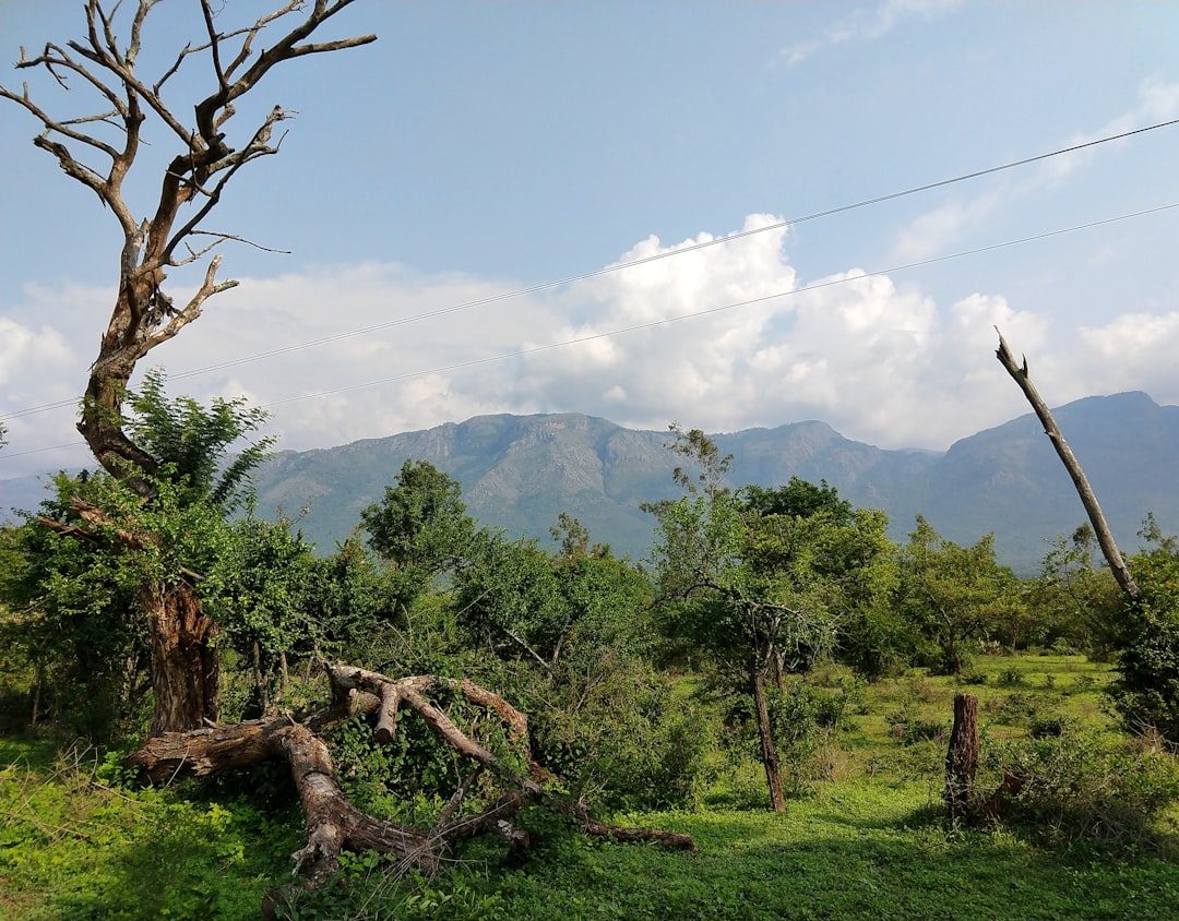 Rolling countryside and temple rooftops near Bodh Gaya